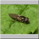 Cheilosia pagana - Erzschwebfliege m02.jpg